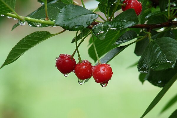 Three cherries on a tree