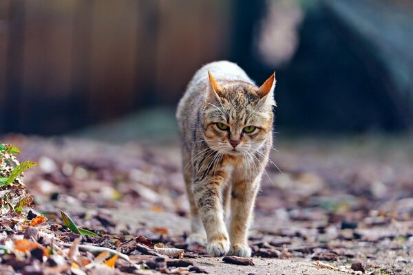 Un gatto selvatico accigliato cammina sul fogliame autunnale