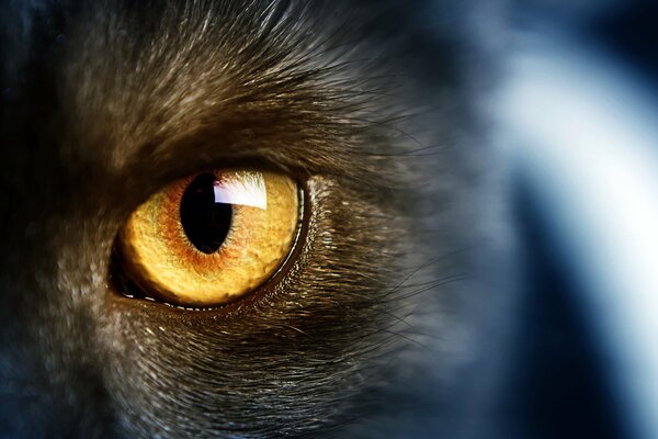 Дикие желтые глаза кошки