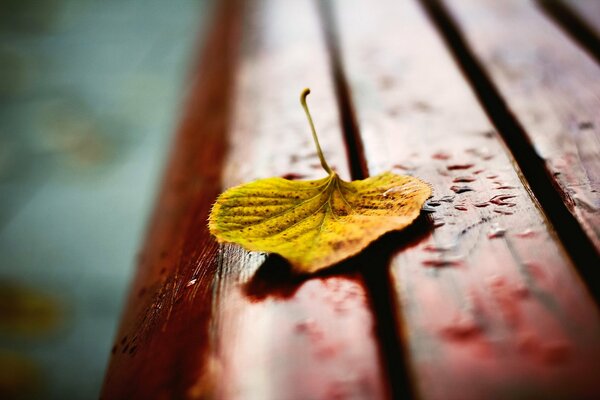 A lonely yellow leaf on a wet bench