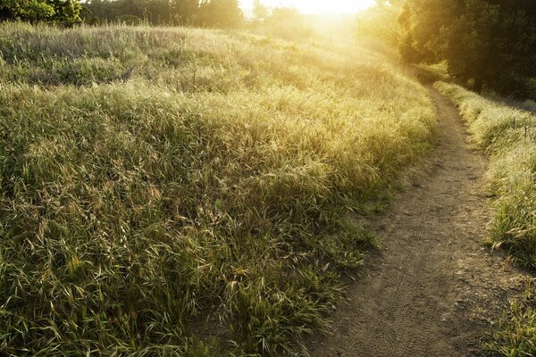 Camino de verano en el campo, naturaleza