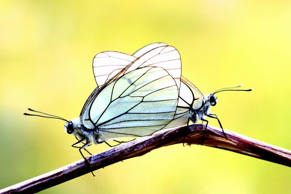 Deux beaux papillons blancs sur une branche solitaire