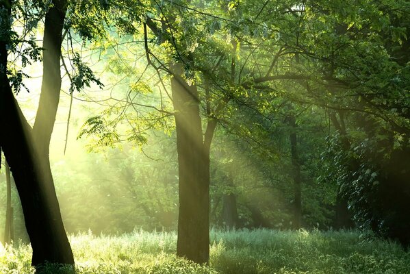 Die Sonnenstrahlen brechen durch die Blätter der Bäume