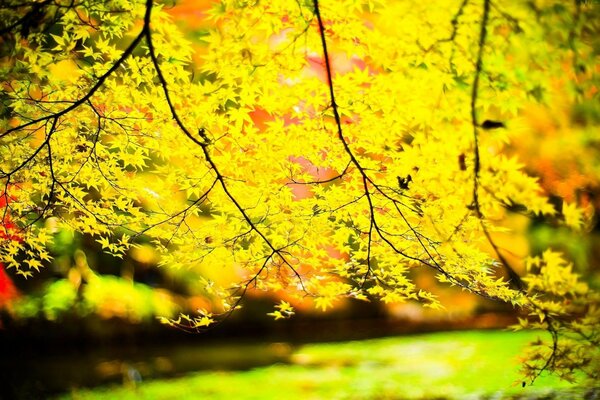 Belleza de la naturaleza, hojas amarillas en el árbol