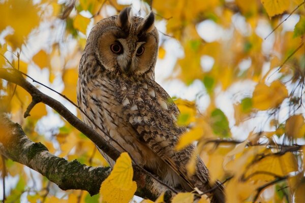 Gufo in posa nella foresta d autunno