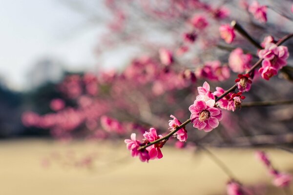 Ein Zweig eines rosa japanischen Baumes