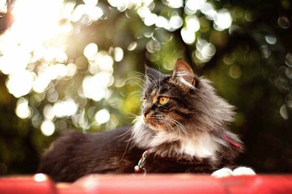 Gato peludo disfruta del verano