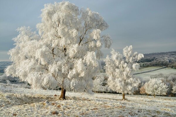 Landscape, winter sky, trees in the snow