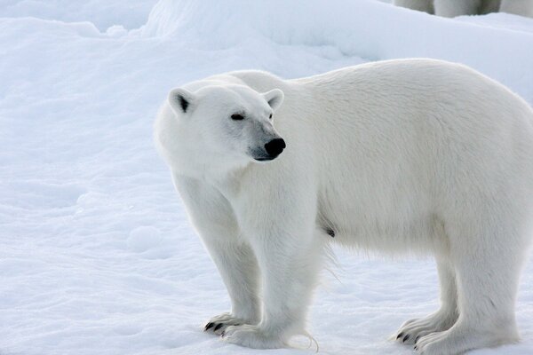 Orso polare nell Antartide innevata