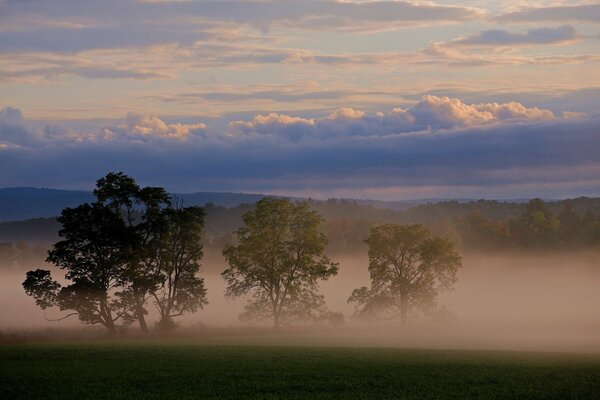 Cielo tra le nuvole, nebbia sotto gli alberi