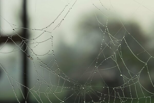 Dew drops look beautiful on the web