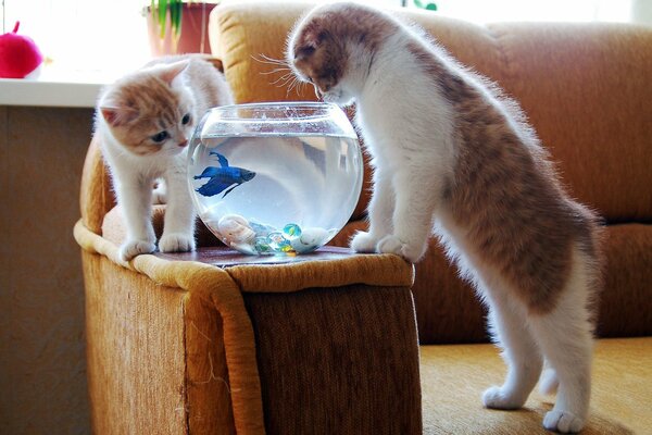 Neugierige rote Kätzchen schauen auf den blauen Fisch im Aquarium