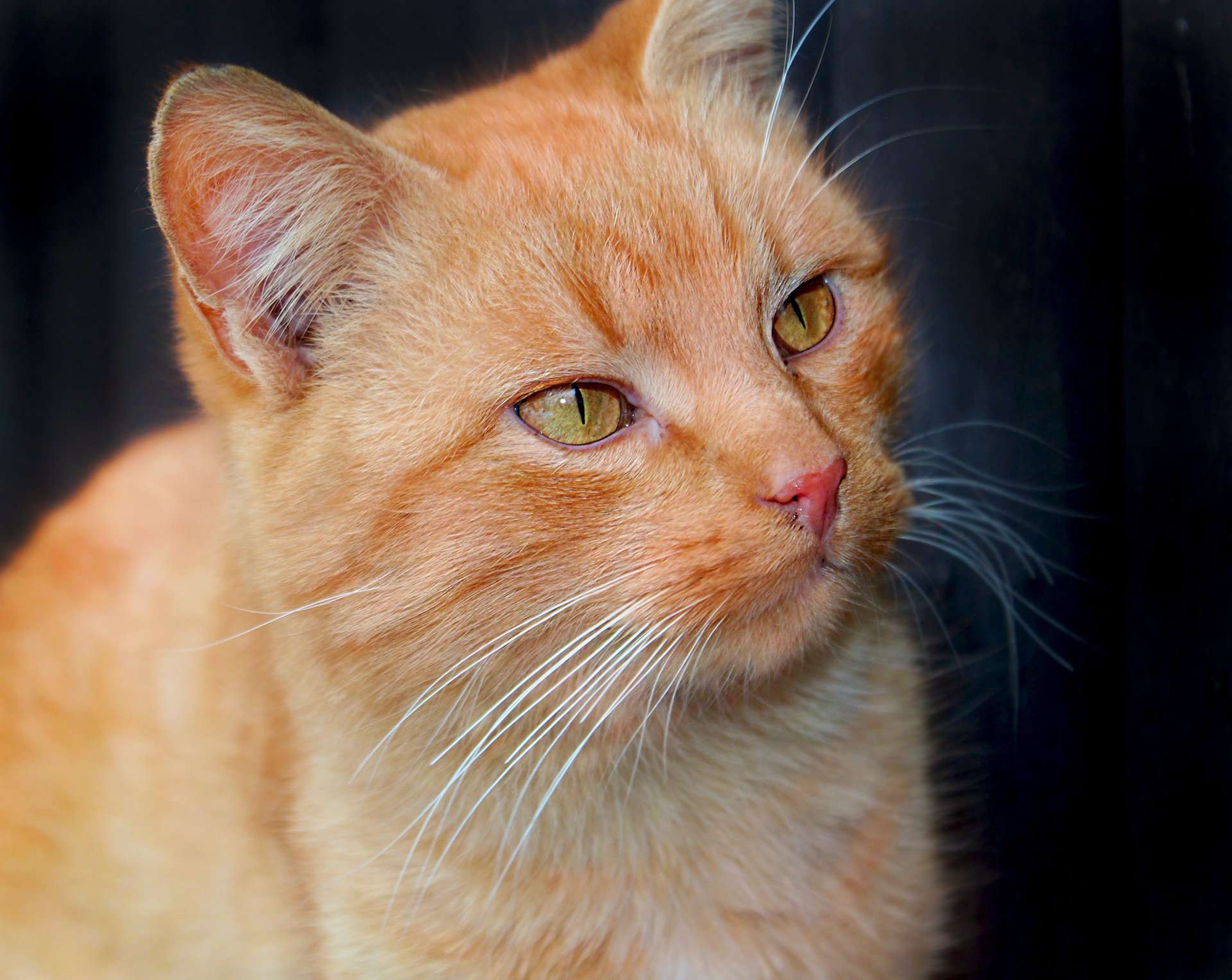 chat rouge oreilles moustache yeux museau animal regard