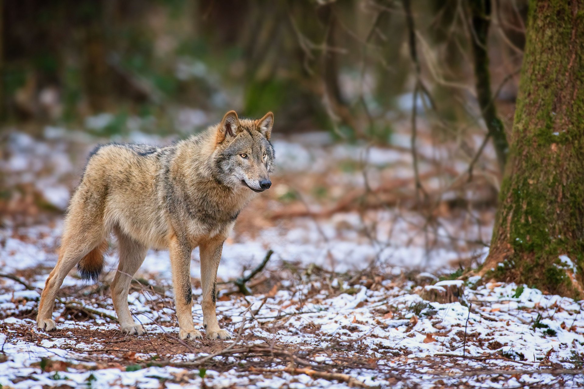 wald herbst sieht aus steht wolf raubtier schnee