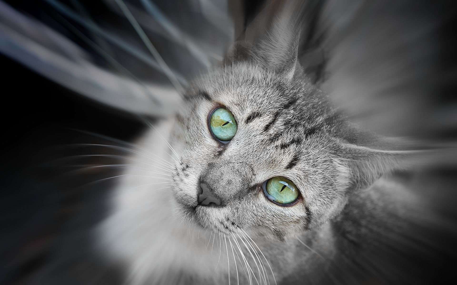 gato ojos gris verde mira