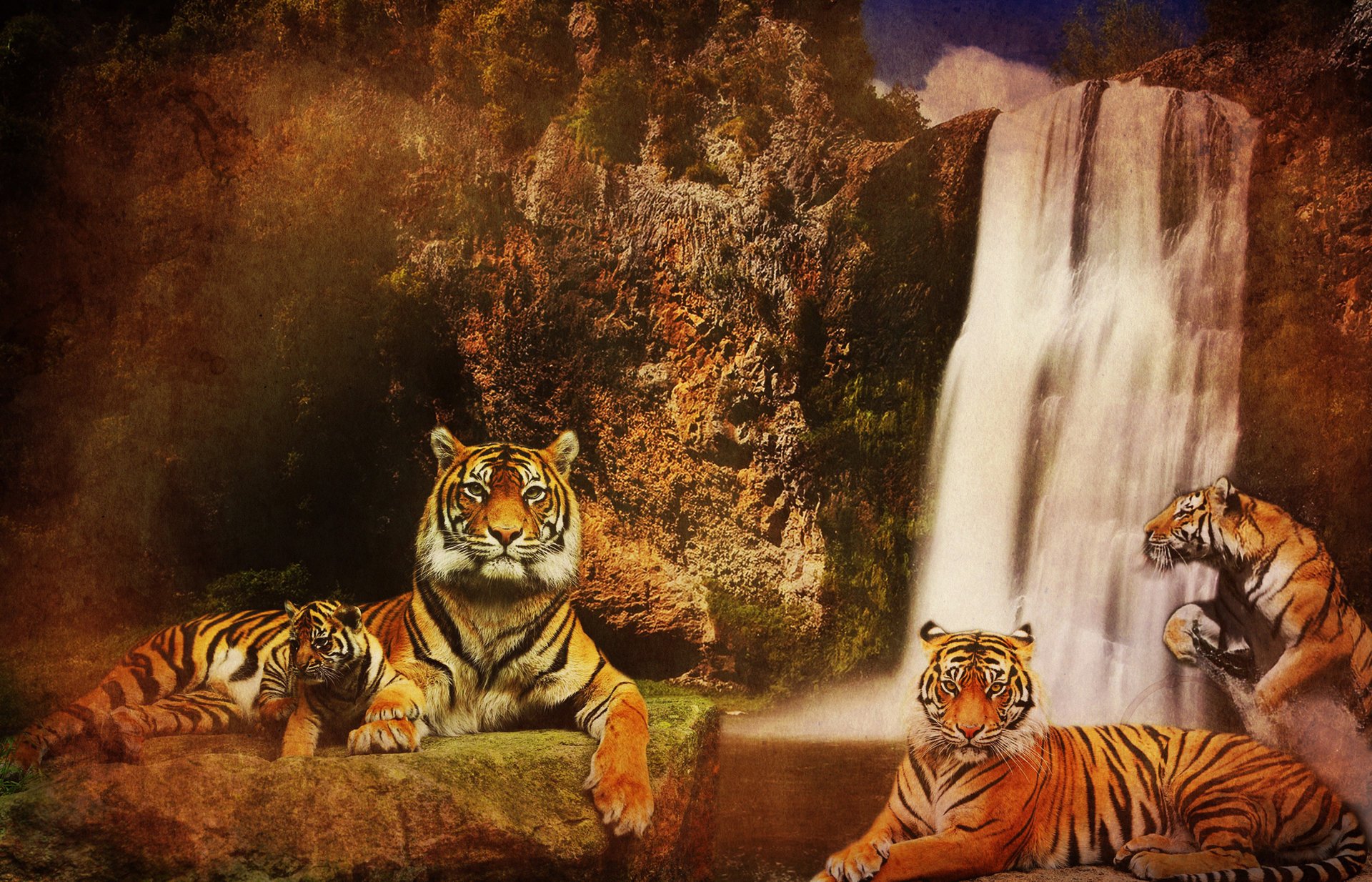 tigers cats waterfall background mountains rocks predators water