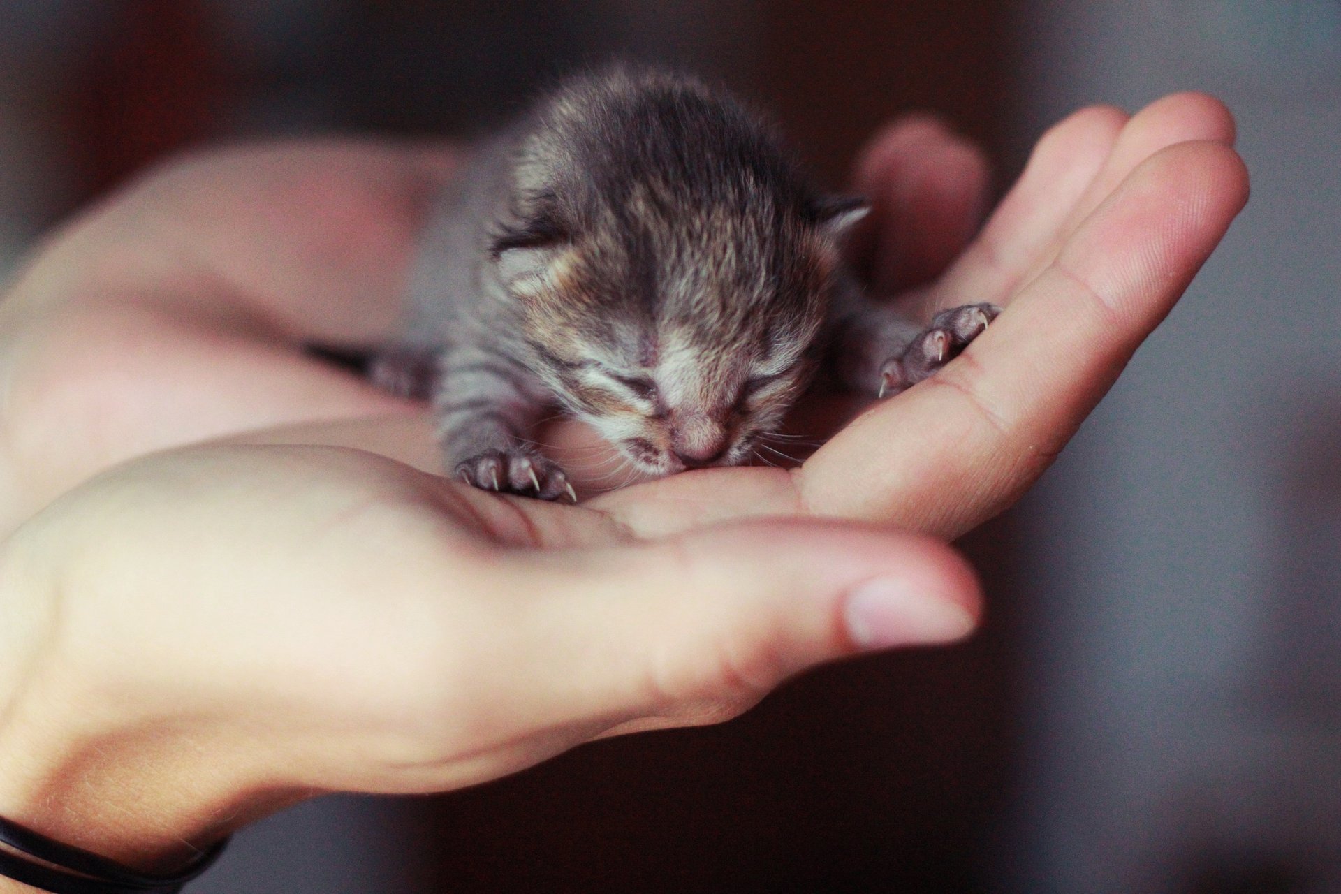 piccolo gattino cieco mano