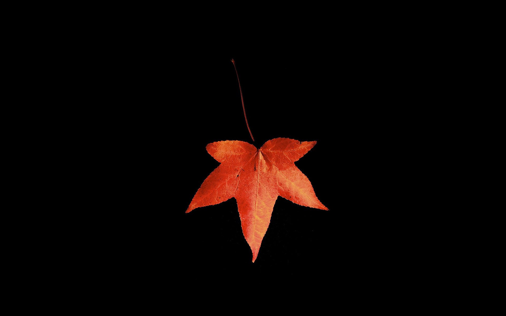 automne feuille fond noir macro