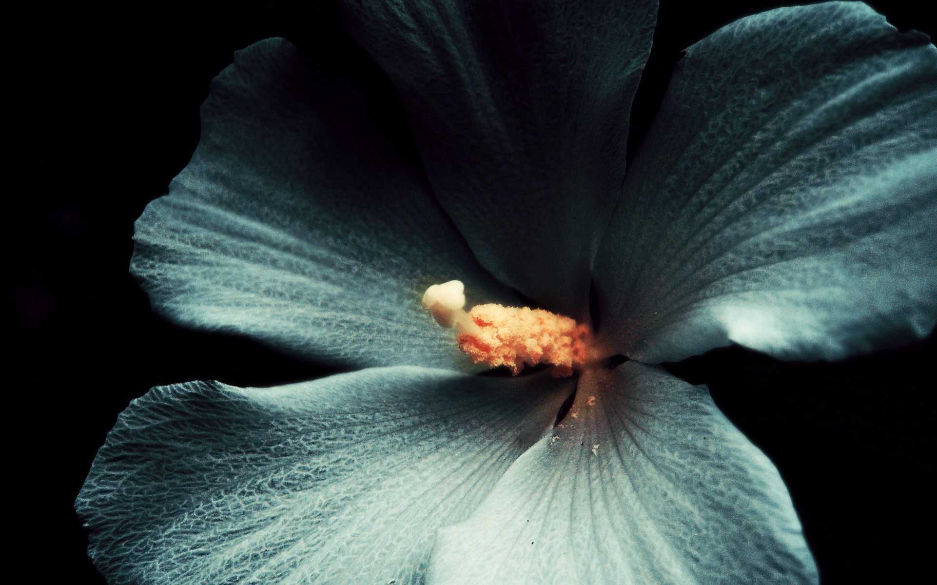 hibiskus biały makro kwiat ciemne tło