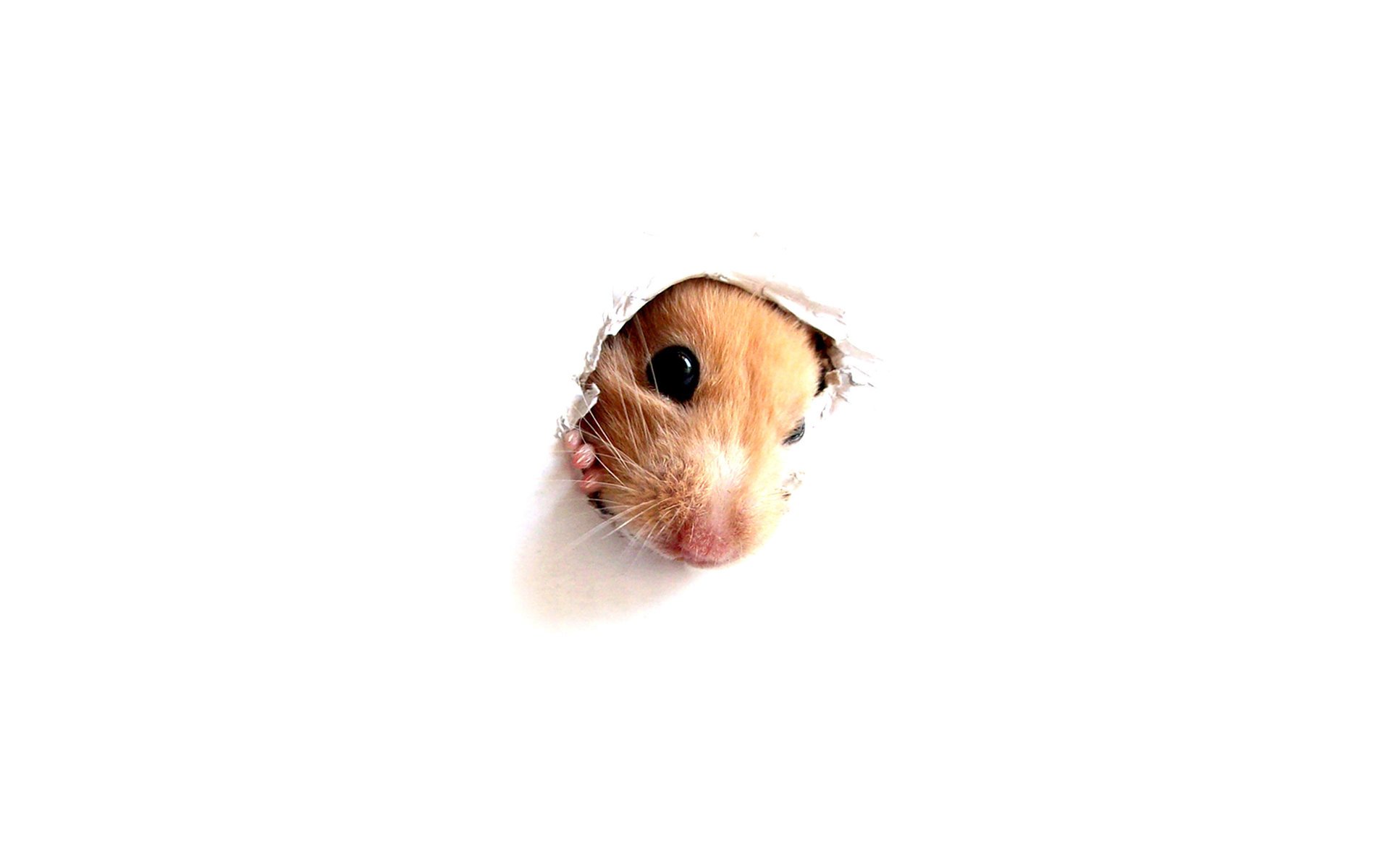 hamster peek-a-boo through a hole in a white wall wallpaper