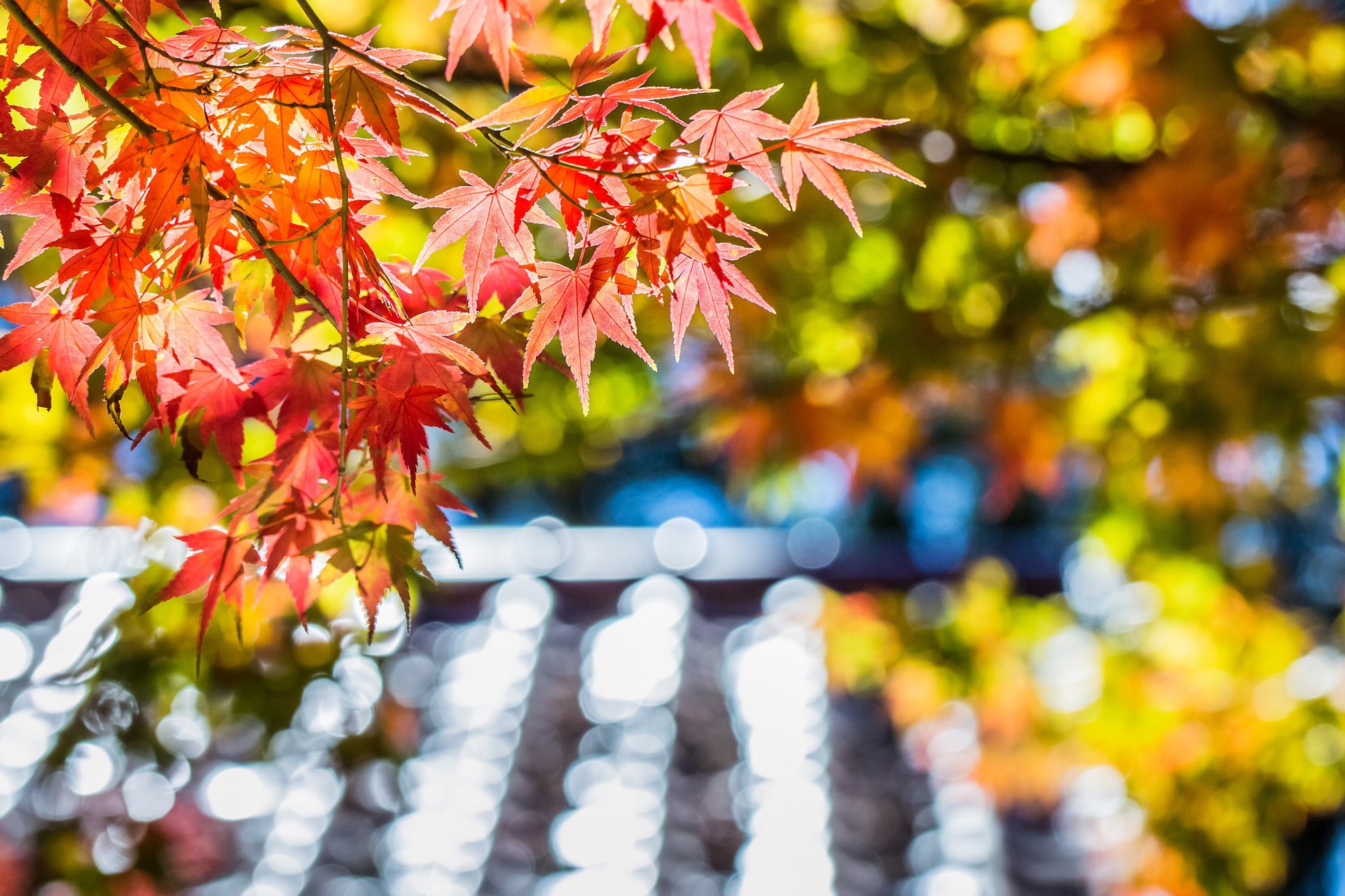 ahorn blätter herbst blendung rot baum makro