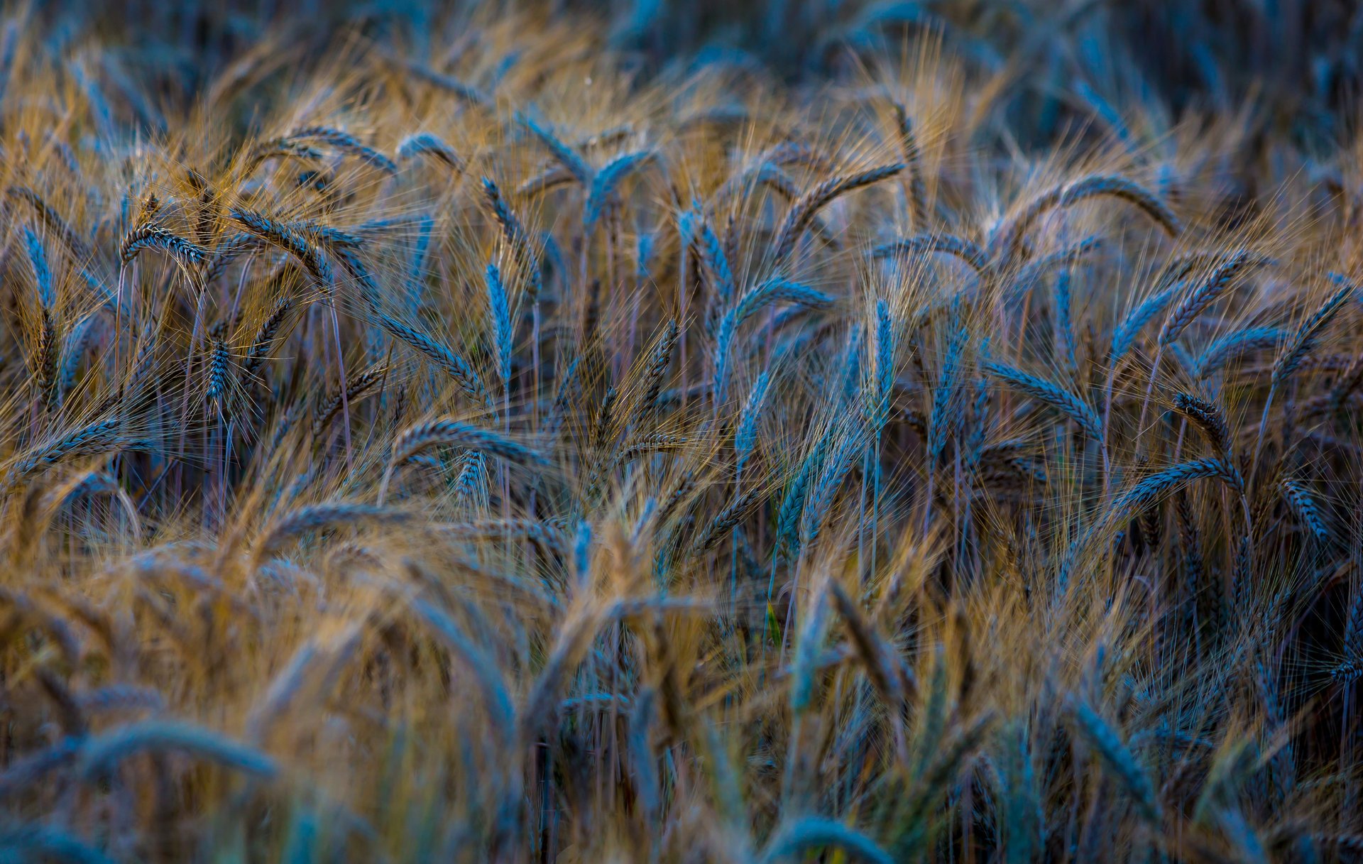 macro ears wheat spikelets rye field nature