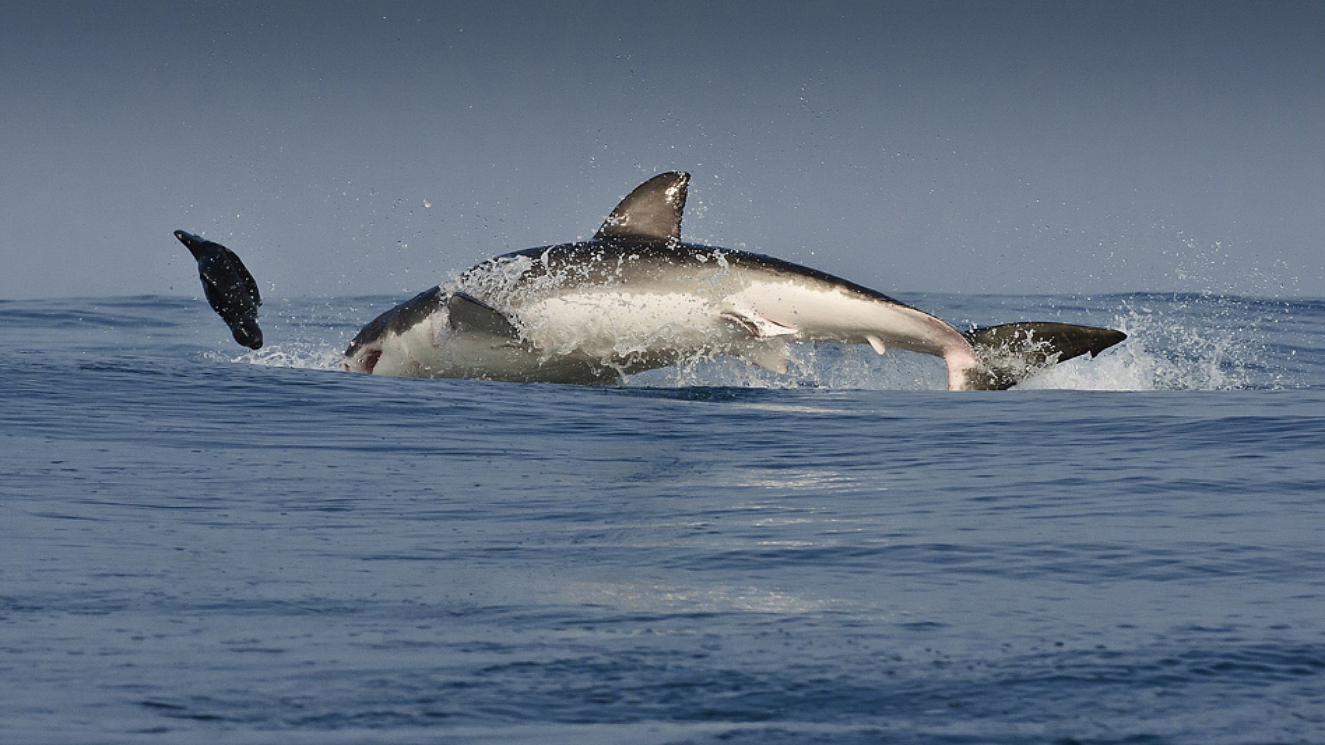 blanc victime chasse prédateur requin océan éclaboussures