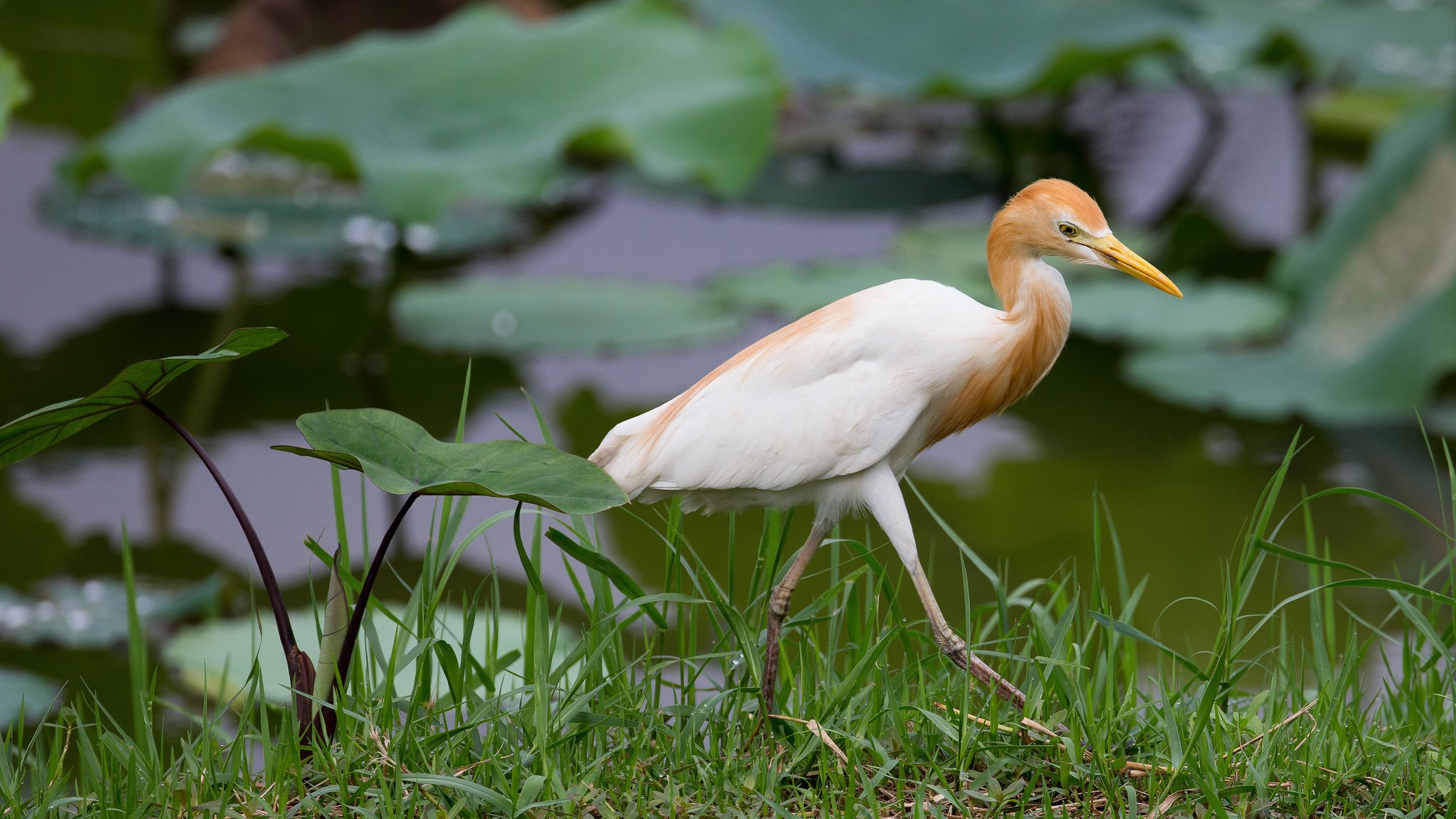 ibis ägyptisch gras reiher blätter vogel