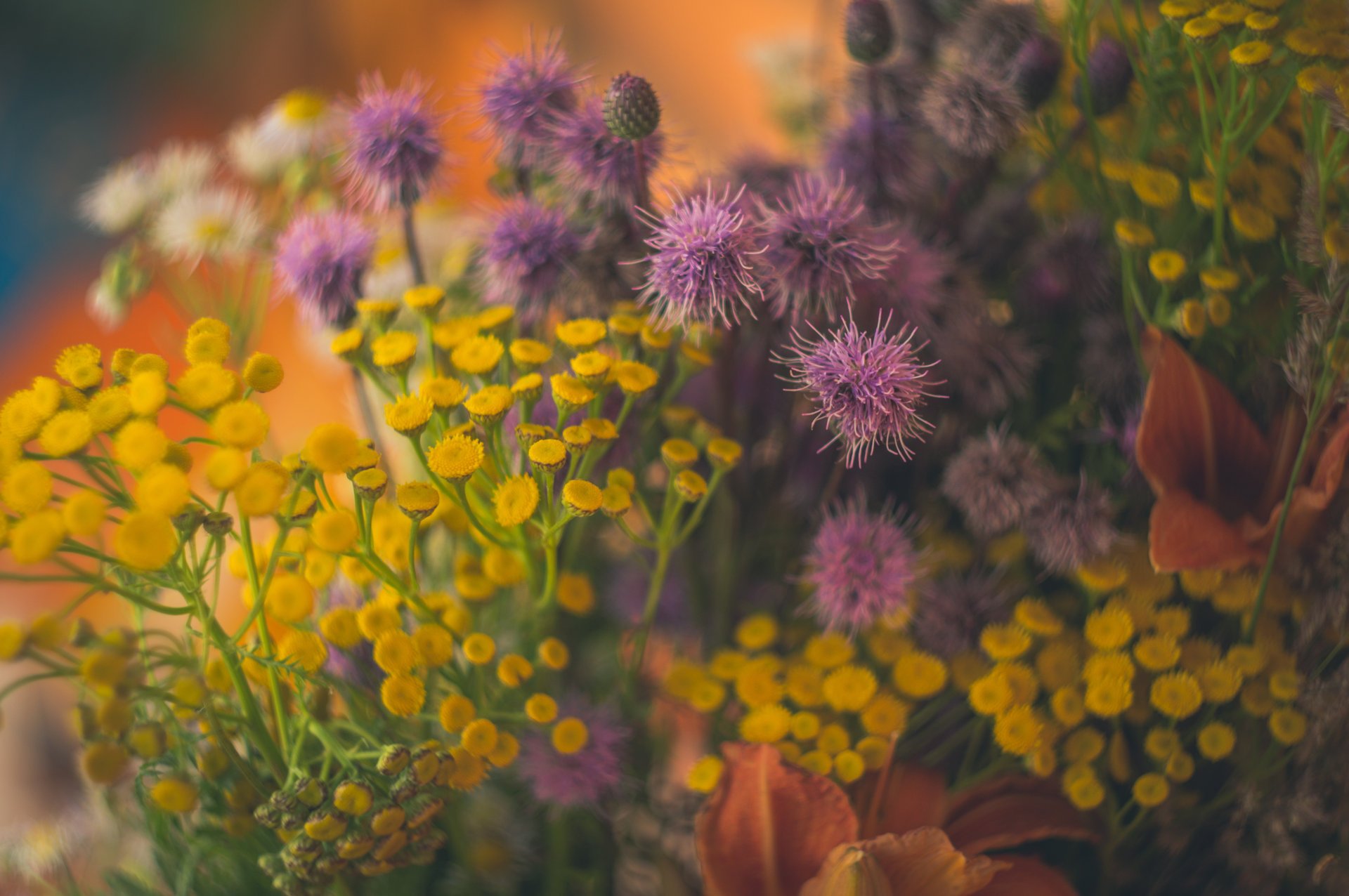 blumen helios 44 rainfarn feldstrauß wildblumen