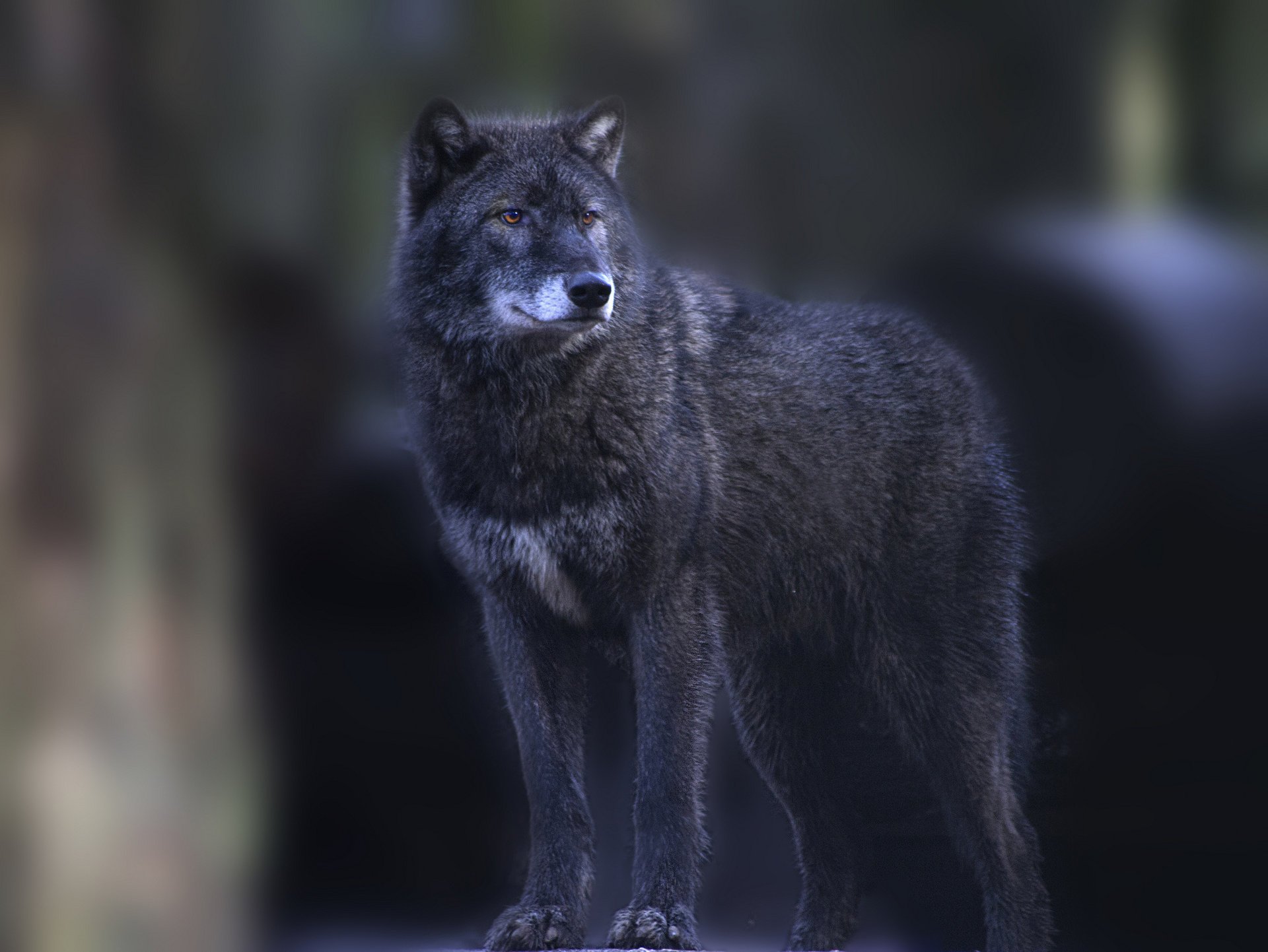 wolf is grey look