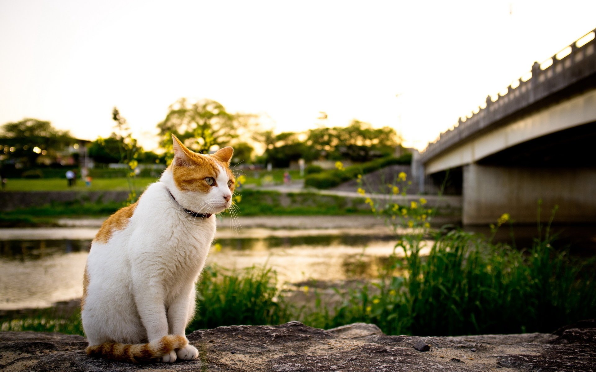 gatto fiume ponte