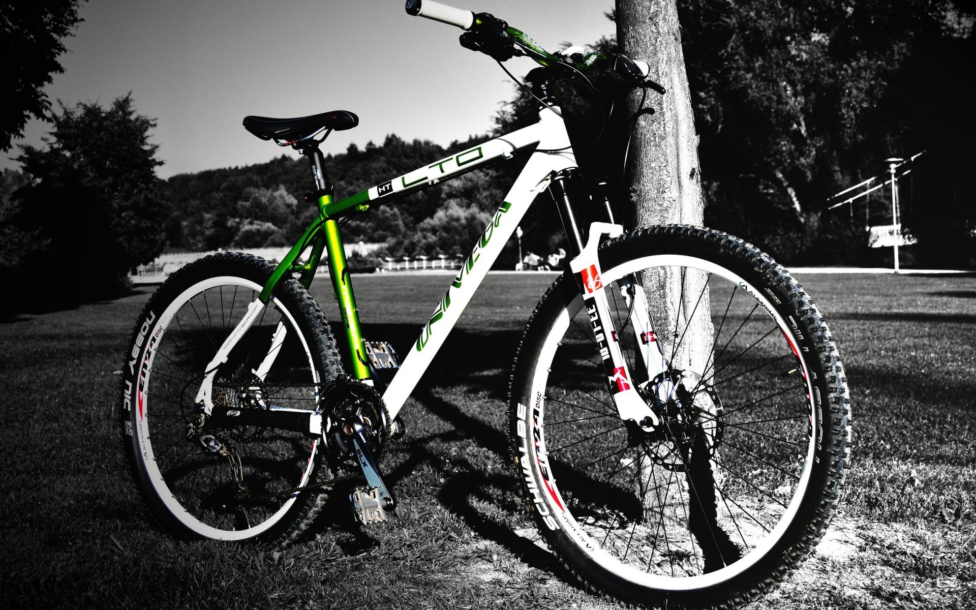 bike tree black-and-white background