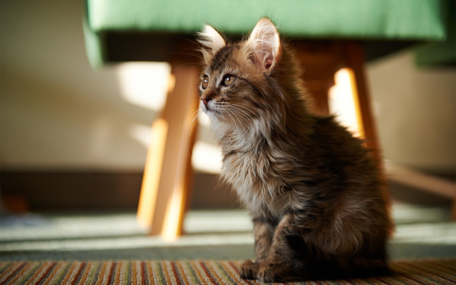 cat fluffy cat room