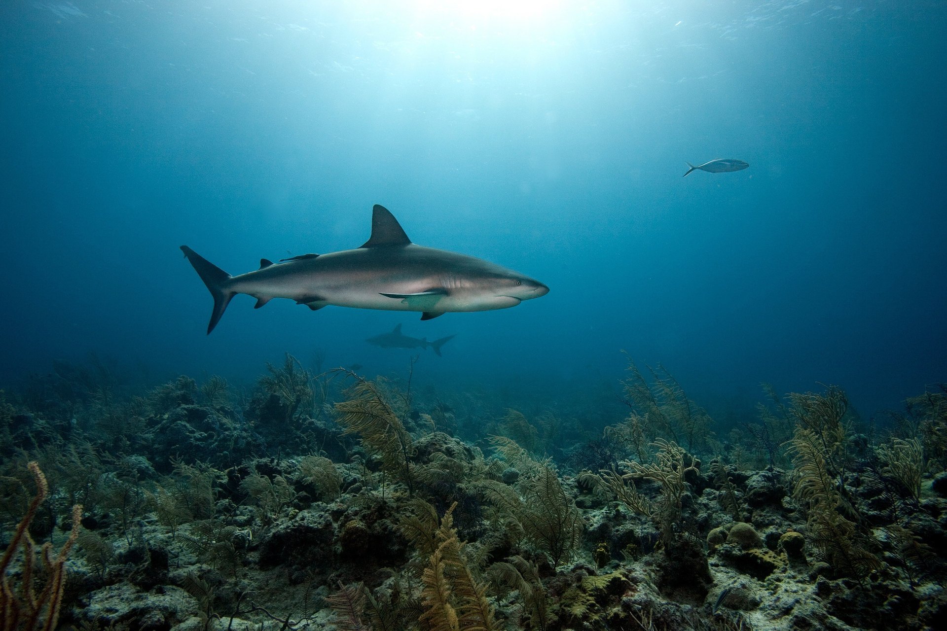 tiburones mar depredadores corales fondo