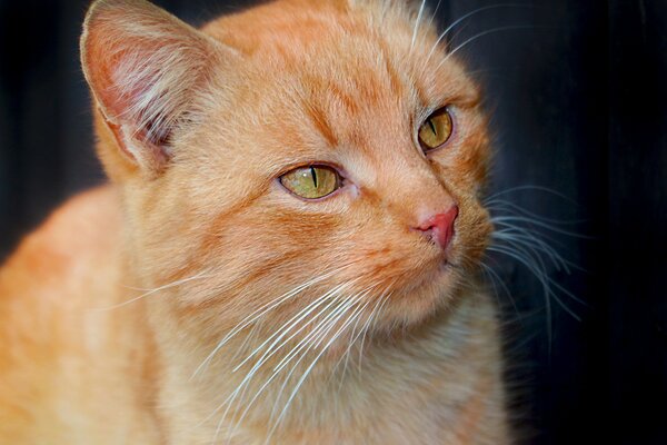 Peering through the bright green eyes of a peach cat