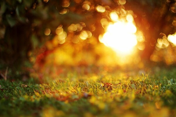 The streaming light of the sun illuminates the autumn grass