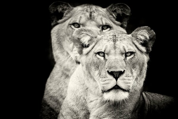 Black and white lionesses are watching closely