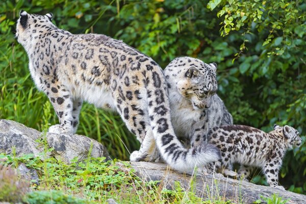 Famille de léopards des neiges sur fond de feuilles vertes