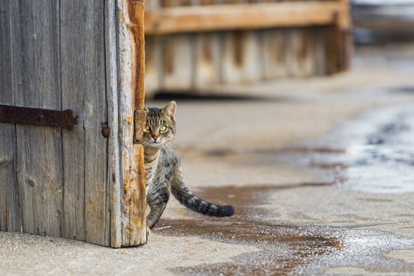 Die Katze schaut vorsichtig aus der Tür