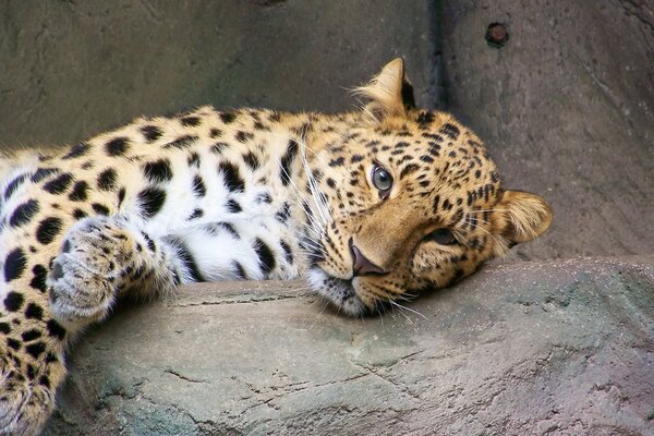 Un leopardo perezoso descansa en una roca