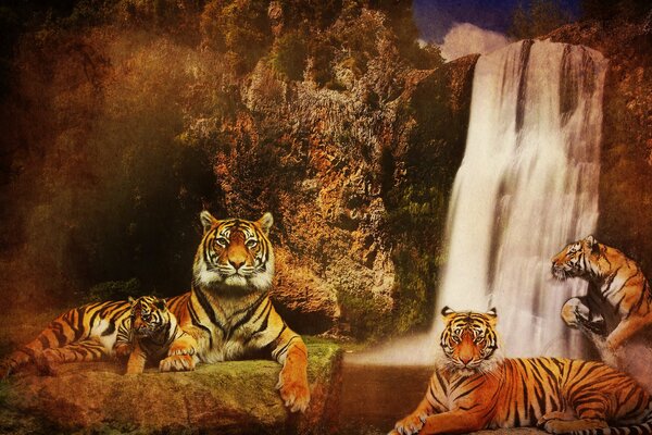 Tiger family relaxes at the waterfall