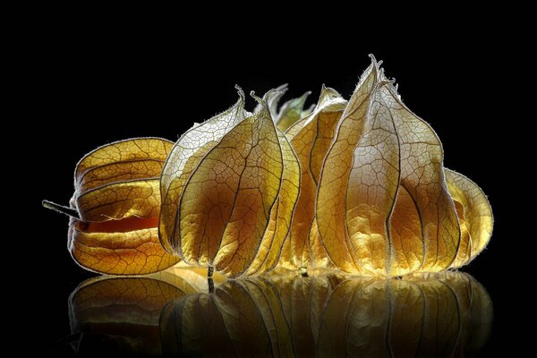 Physalis giallo con riflessione su sfondo nero