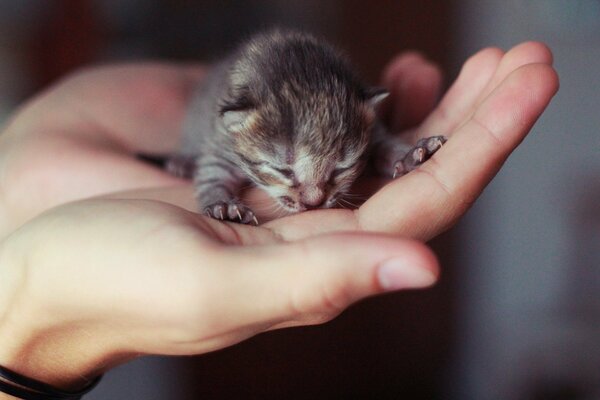 Маленький слепой котенок на руке