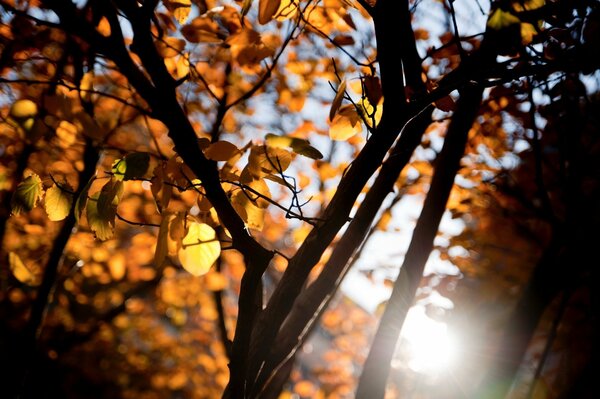 El rayo de sol juega con reflejos en las ramas amarillas