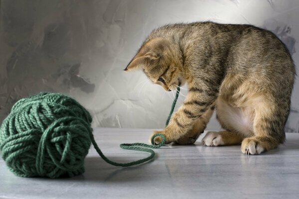 Striped kitten playing with a ball of threads