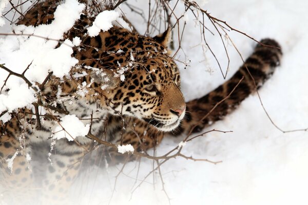 Piękny Jaguar leży na śniegu