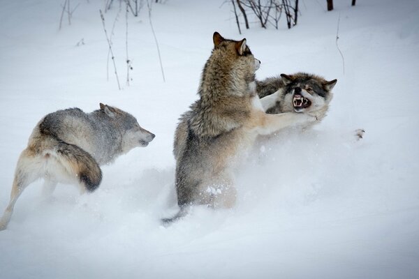 Fight of gray predators in a winter field