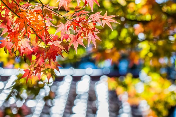 A riot of colors on a branch of a Canadian maple, autumn in red