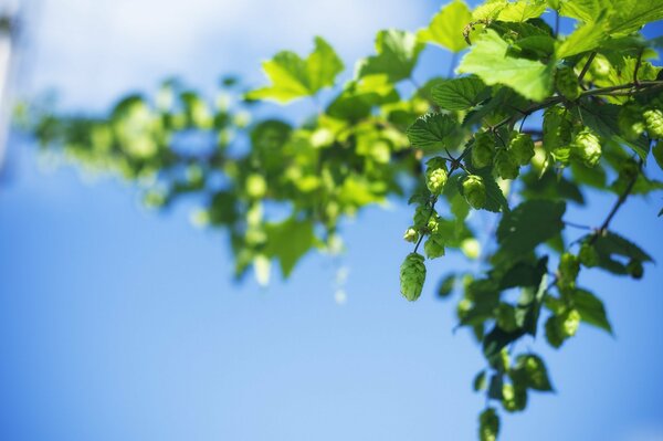 Sur le fond du ciel bleu surplombant des grappes de cônes de houblon