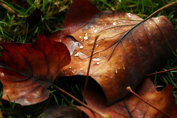 Dew on autumn maple leaves